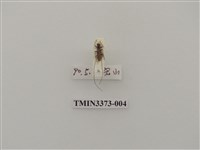 藏品(高砂白天牛)的圖片